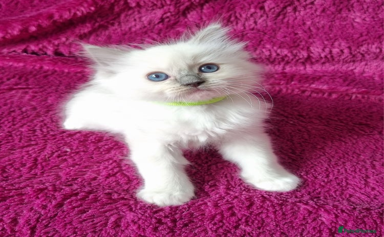 Ragdoll cats - Advert 14