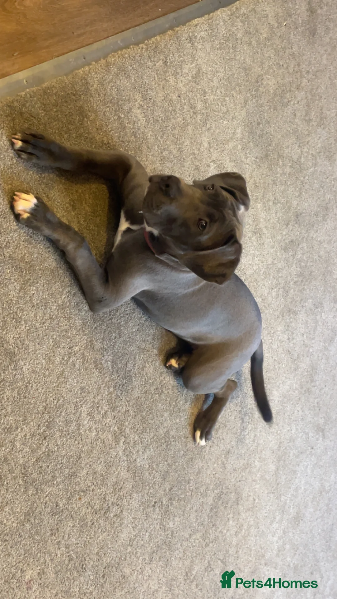 Cane Corso dogs for sale: Blue cane corso female  in Sheffield - Advert 2