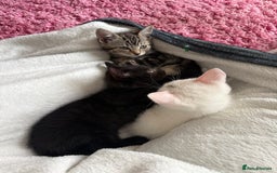 Domestic Shorthair cats for sale: Beautiful kittens for sale - ready to leave now  - Image 4