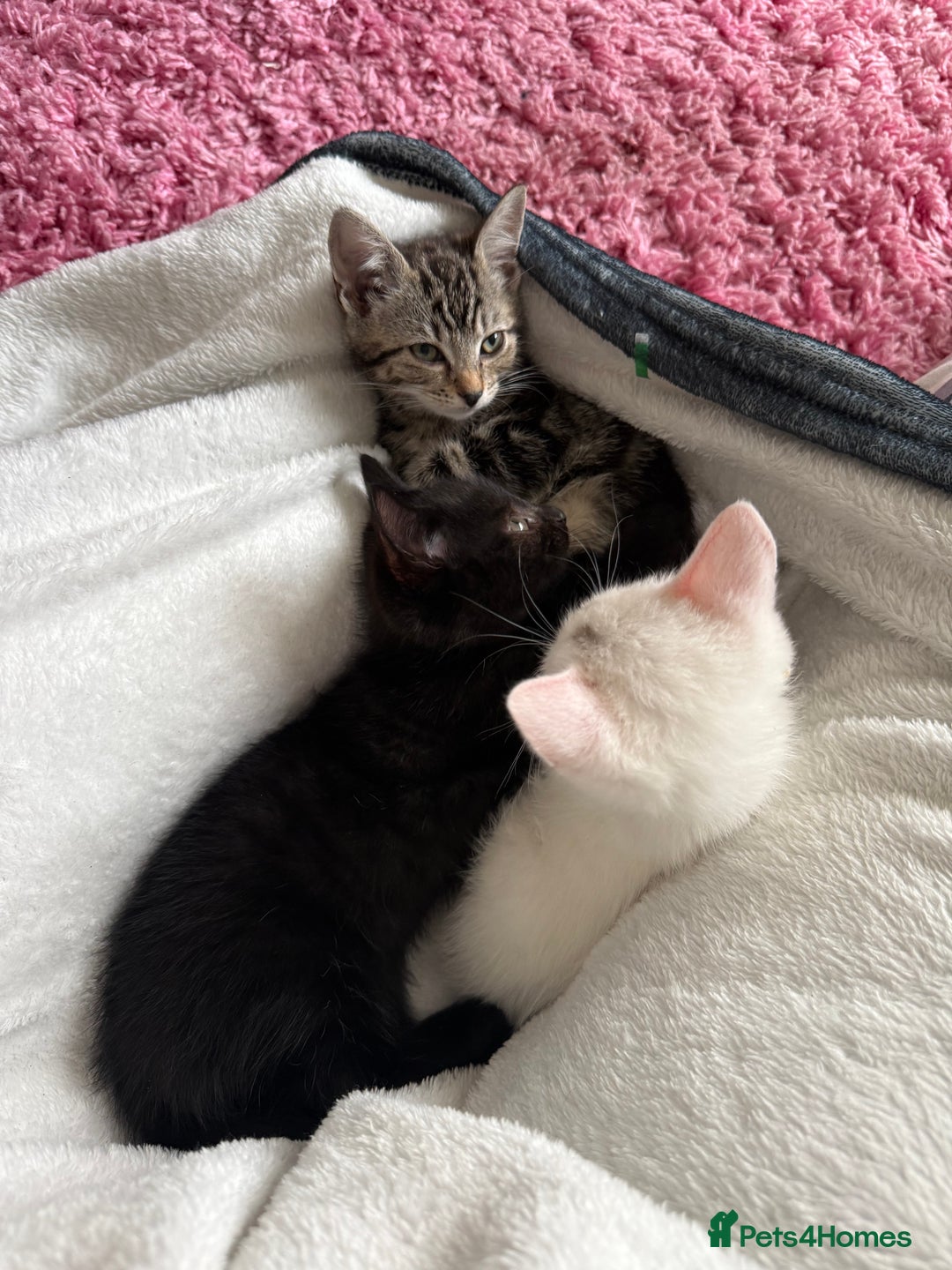 Domestic Shorthair cats for sale: Beautiful kittens for sale - ready to leave now  - Image 4