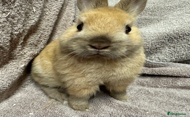 Netherland Dwarf rabbits - Advert 1