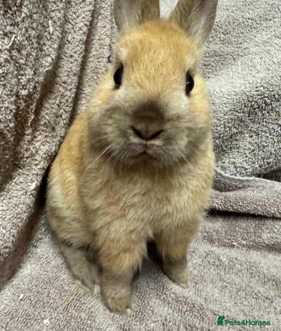 Netherland Dwarf rabbits - Advert 1