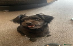 Mixed Breed dogs for sale: Ralph  - Image 2