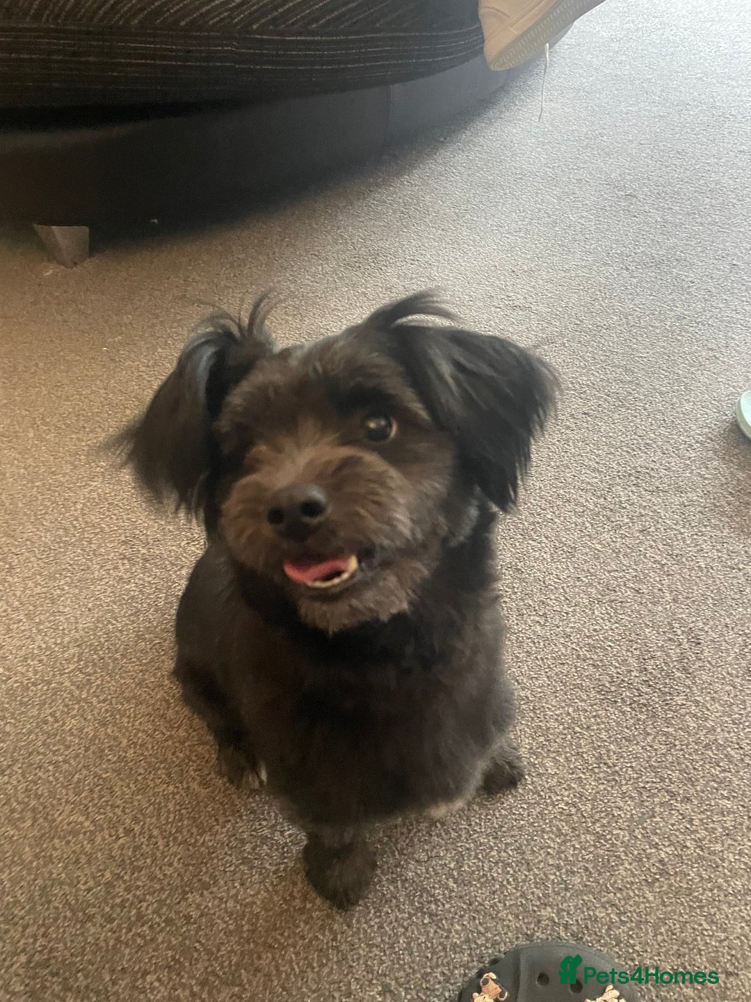 Mixed Breed dogs for sale: Ralph  - Image 2