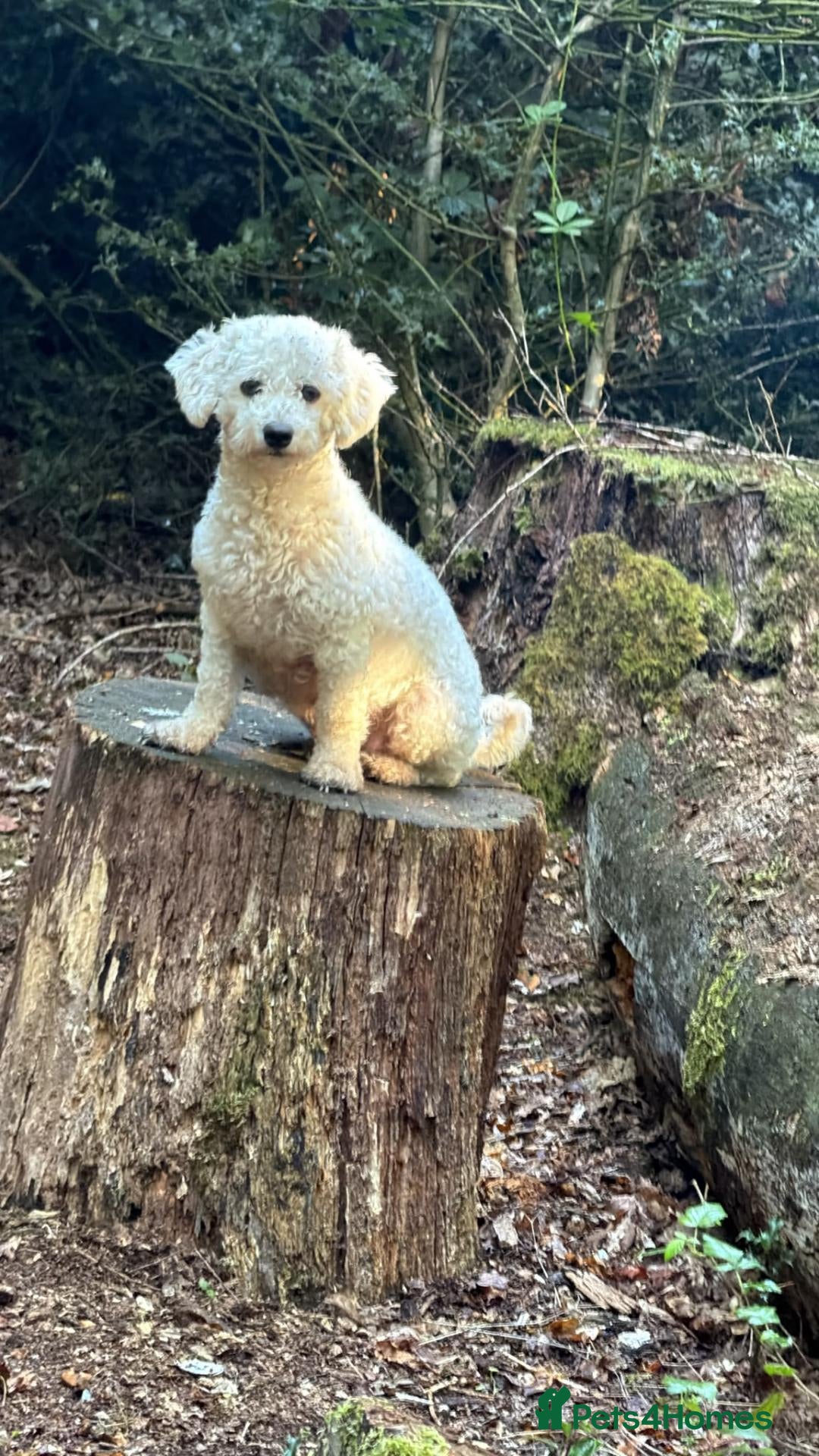 Yochon dogs Beautiful yochon puppies for sale - Advert 1