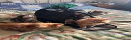 Mixed Breed cats for sale: 5 fluffy playful kittens looking for homes - Advert 10