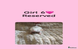 Rat rodents for sale: Beautiful baby rats looking for forever homes! - Image 6