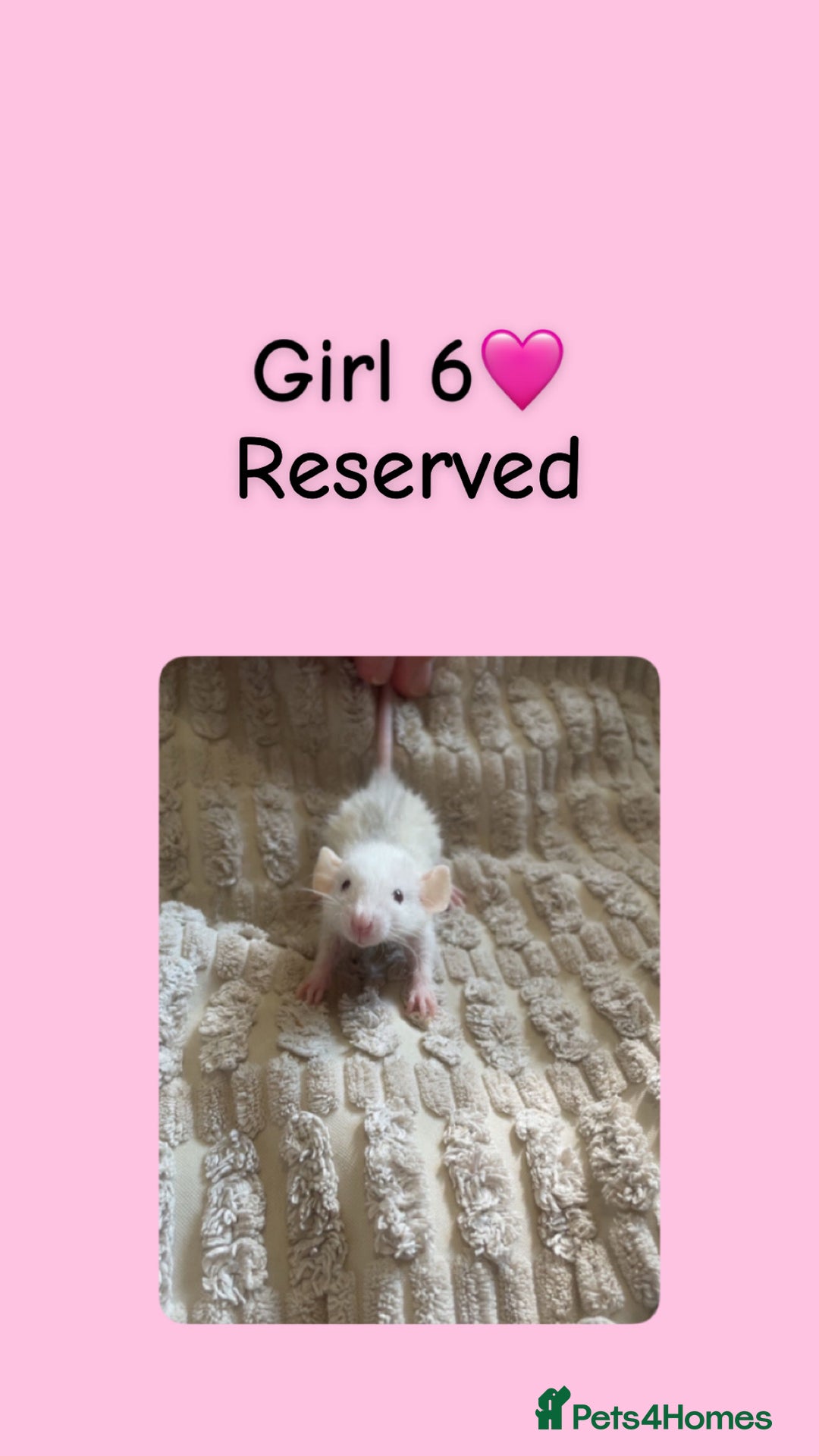 Rat rodents for sale: Beautiful baby rats looking for forever homes! - Image 6