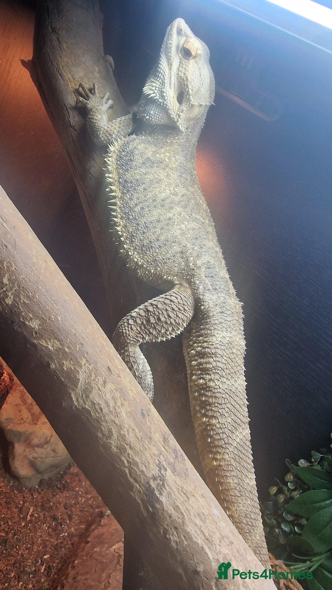 Bearded Dragon reptiles for sale: Bearded Dragon for sale  - Advert 3