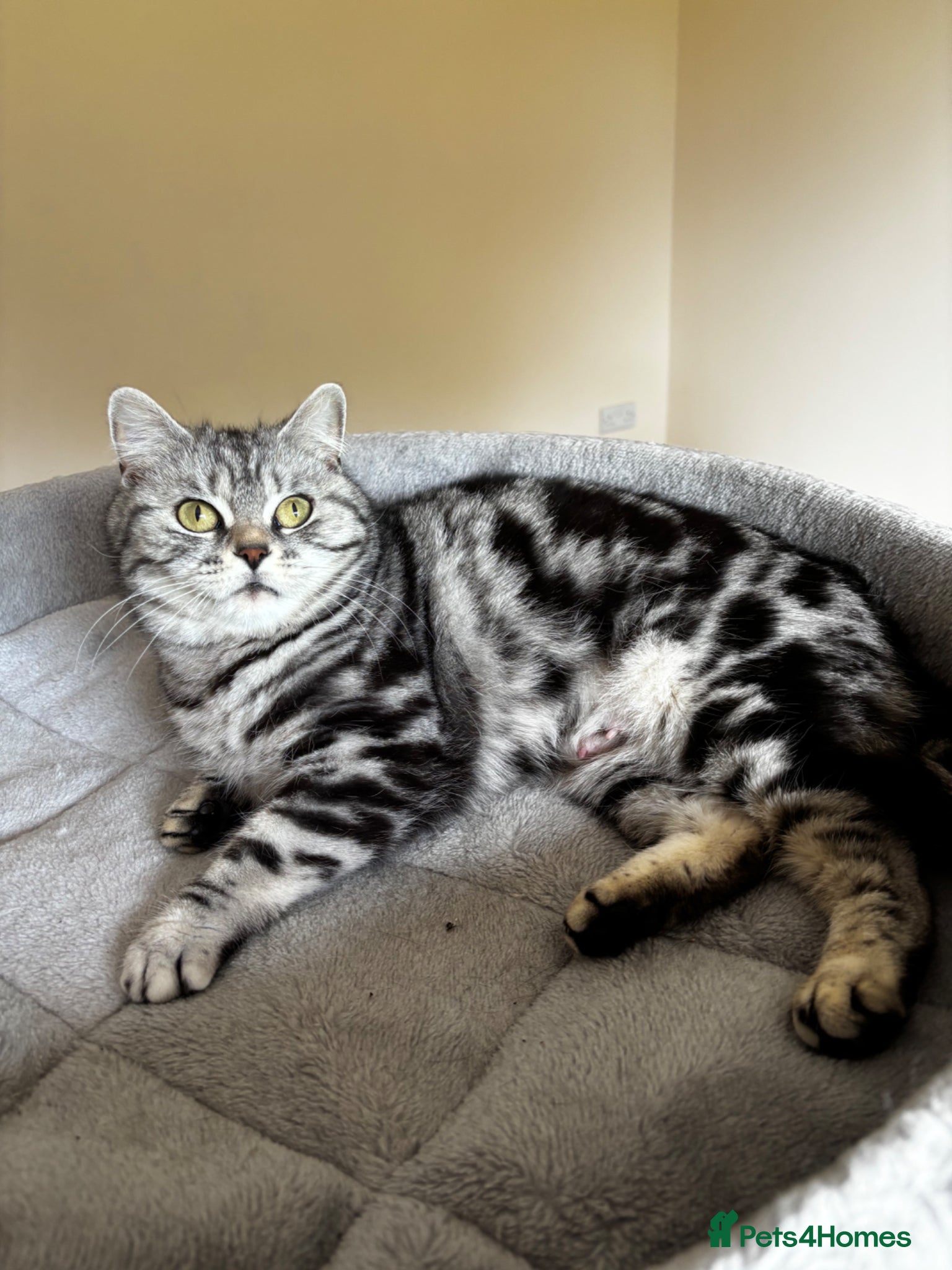 British Shorthair cats • Retired Pedigree Silver Tabby BSH Queen • - Advert 2