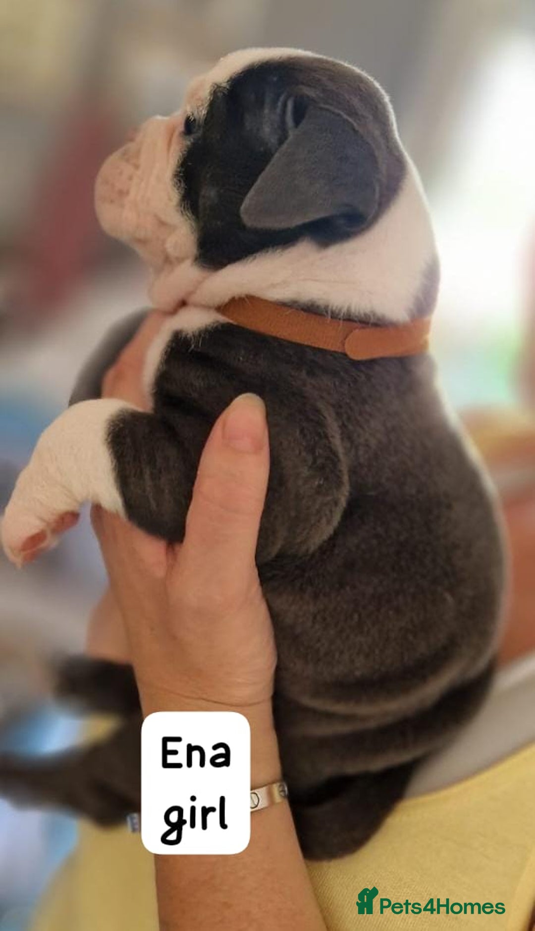 English Bulldog dogs for sale: Olde English bulldog puppies  - Image 8