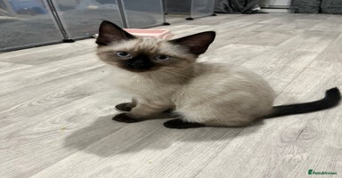 Mixed Breed cats - Advert 3