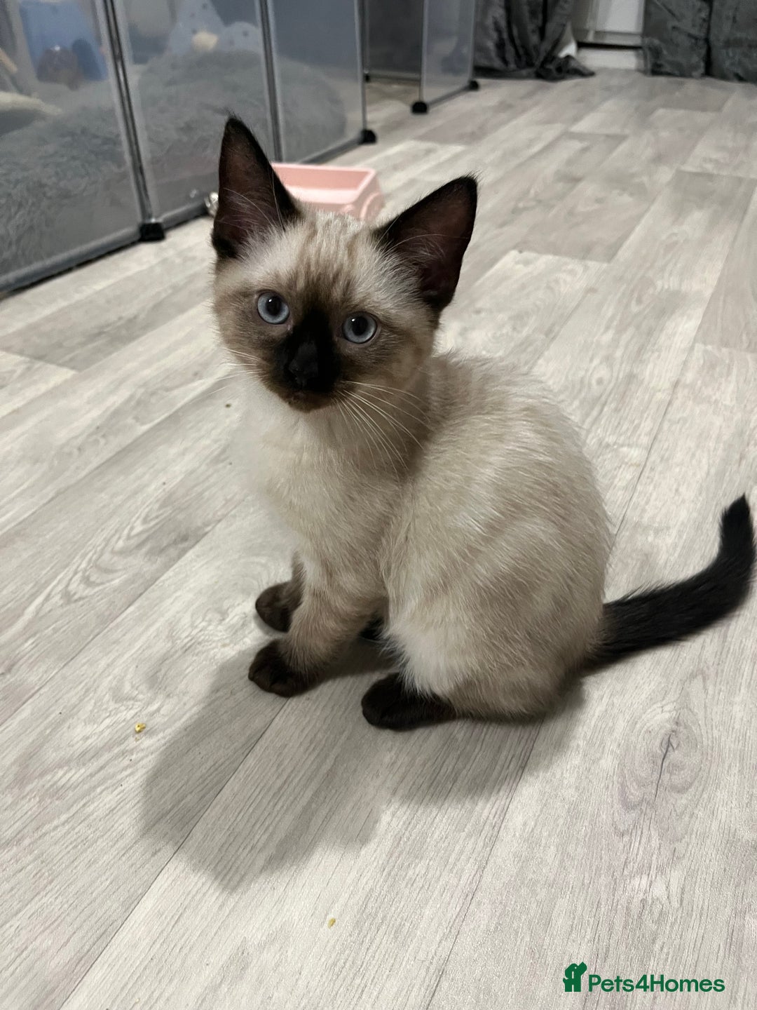 Mixed Breed cats for sale: Beautiful playful sweethearts - Image 3