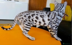 Bengal cats for sale: Exceptional Silver Rosetted Boy Available  - Advert 31