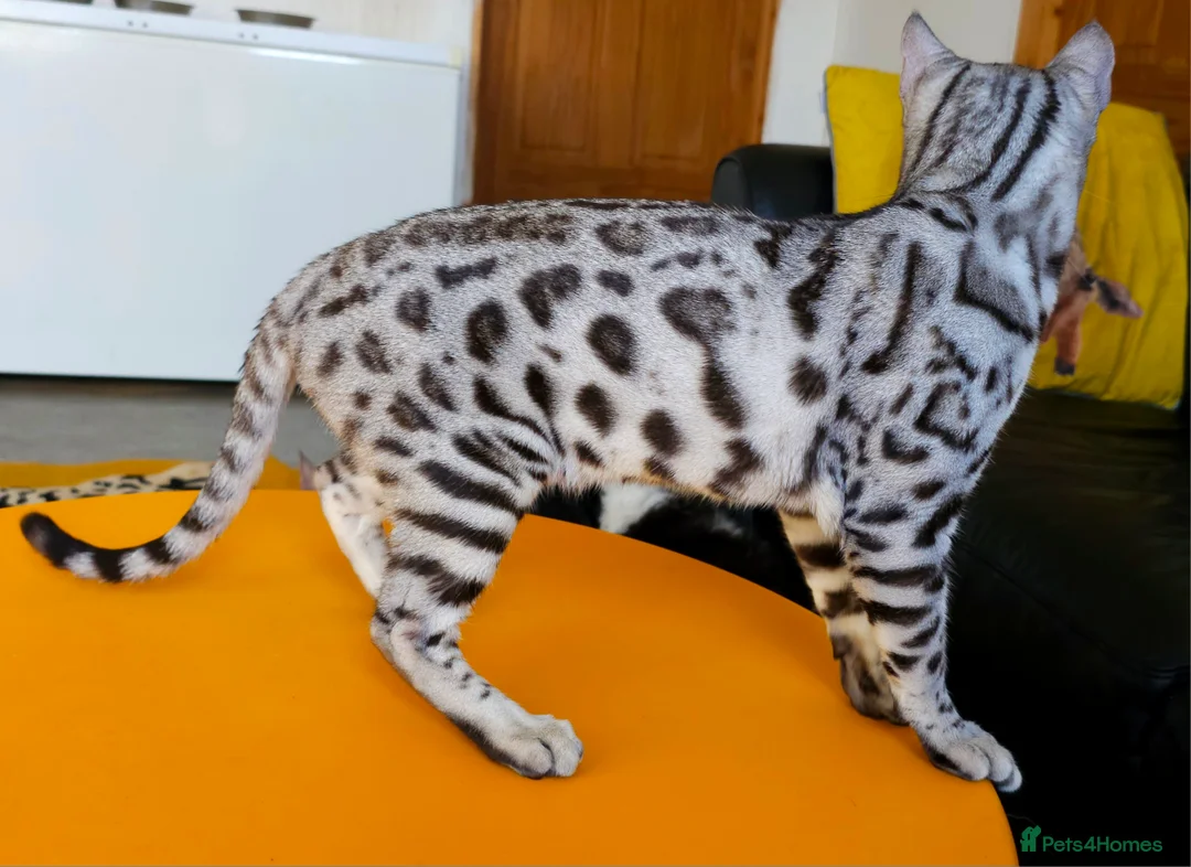 Bengal cats for sale: Exceptional Silver Rosetted Boy Available  - Advert 31