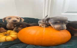 Dachshund dogs for sale: 6 beautiful dachshund puppies  - Image 28