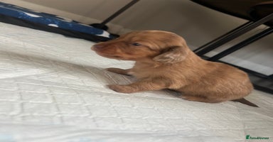 Miniature Dachshund dogs - Advert 7