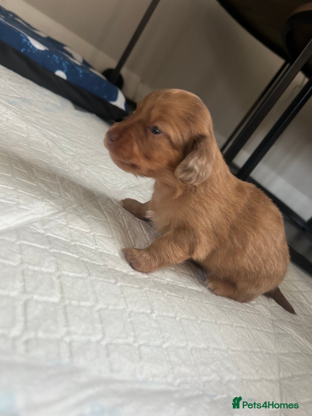 Miniature Dachshund dogs for sale: Long haired Dapple Puppy ready to leave  - Image 2