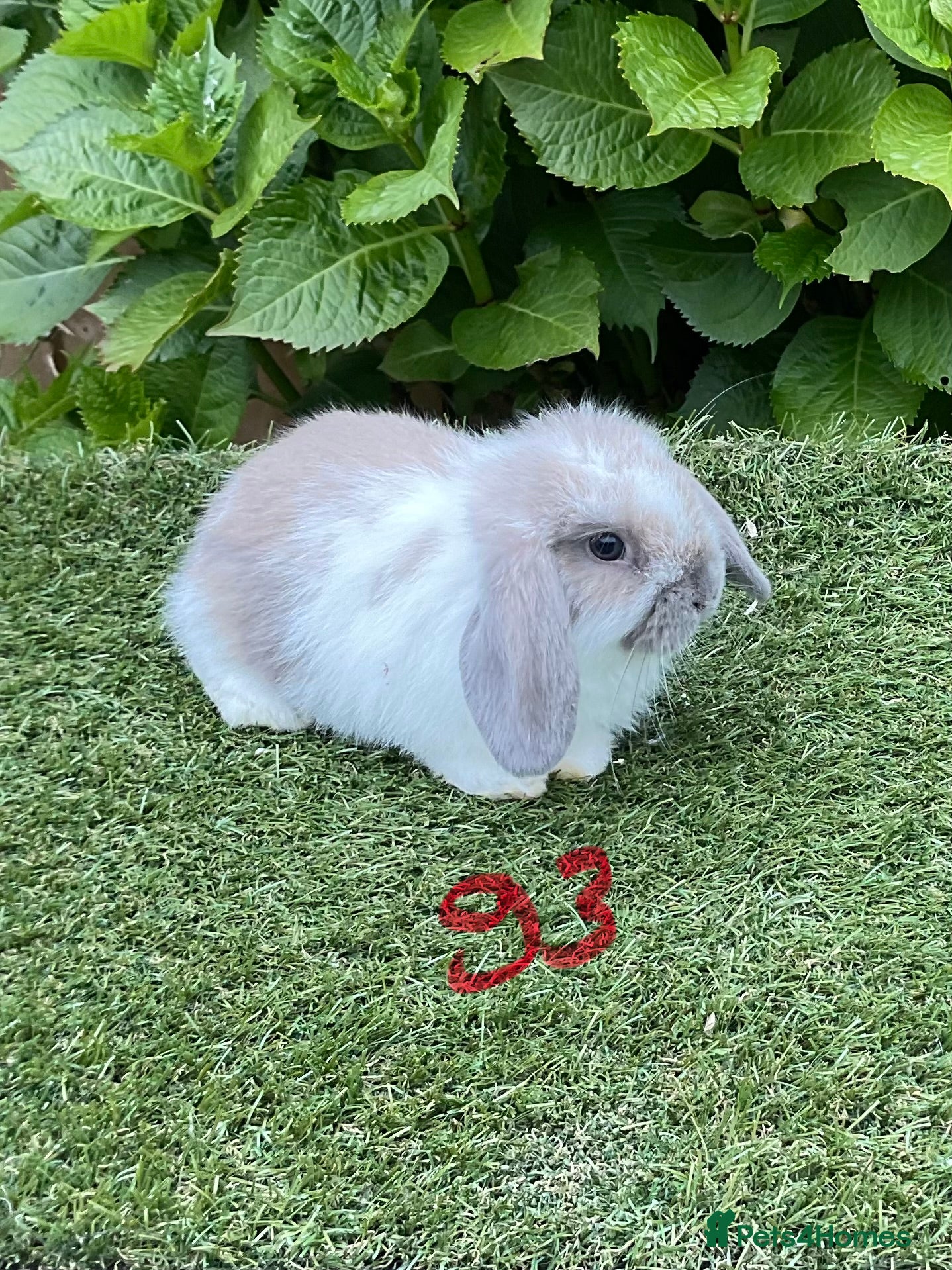 Mini Lop rabbits Pure bred mini lop baby Rabbits. - Advert 2