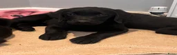 Labrador Retriever dogs for sale: Gorgeous Labradors  in Chelmsford - Advert 21