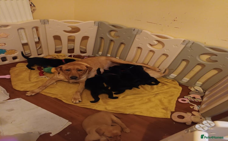 Labrador Retriever dogs - Advert 3