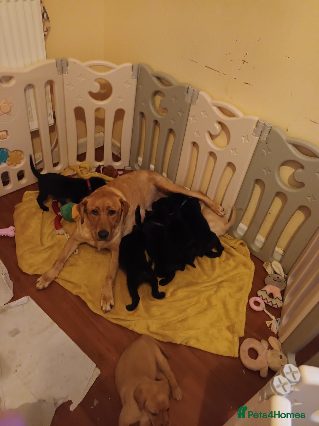 Labrador Retriever dogs for sale: 8 labrador puppies  for sale - Image 1