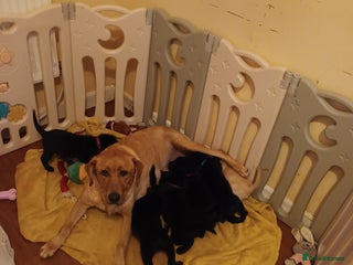 Labrador Retriever dogs - Advert 27