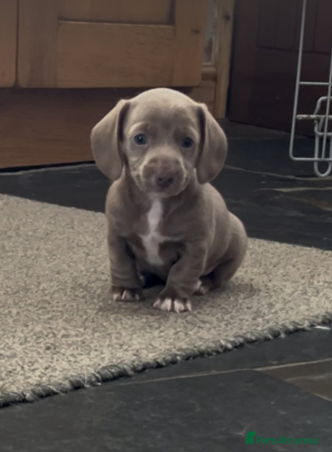 Miniature Dachshund dogs for sale: ✨ THE LAST BEAUTIFULLY BRED KC REG GIRL  - Image 11