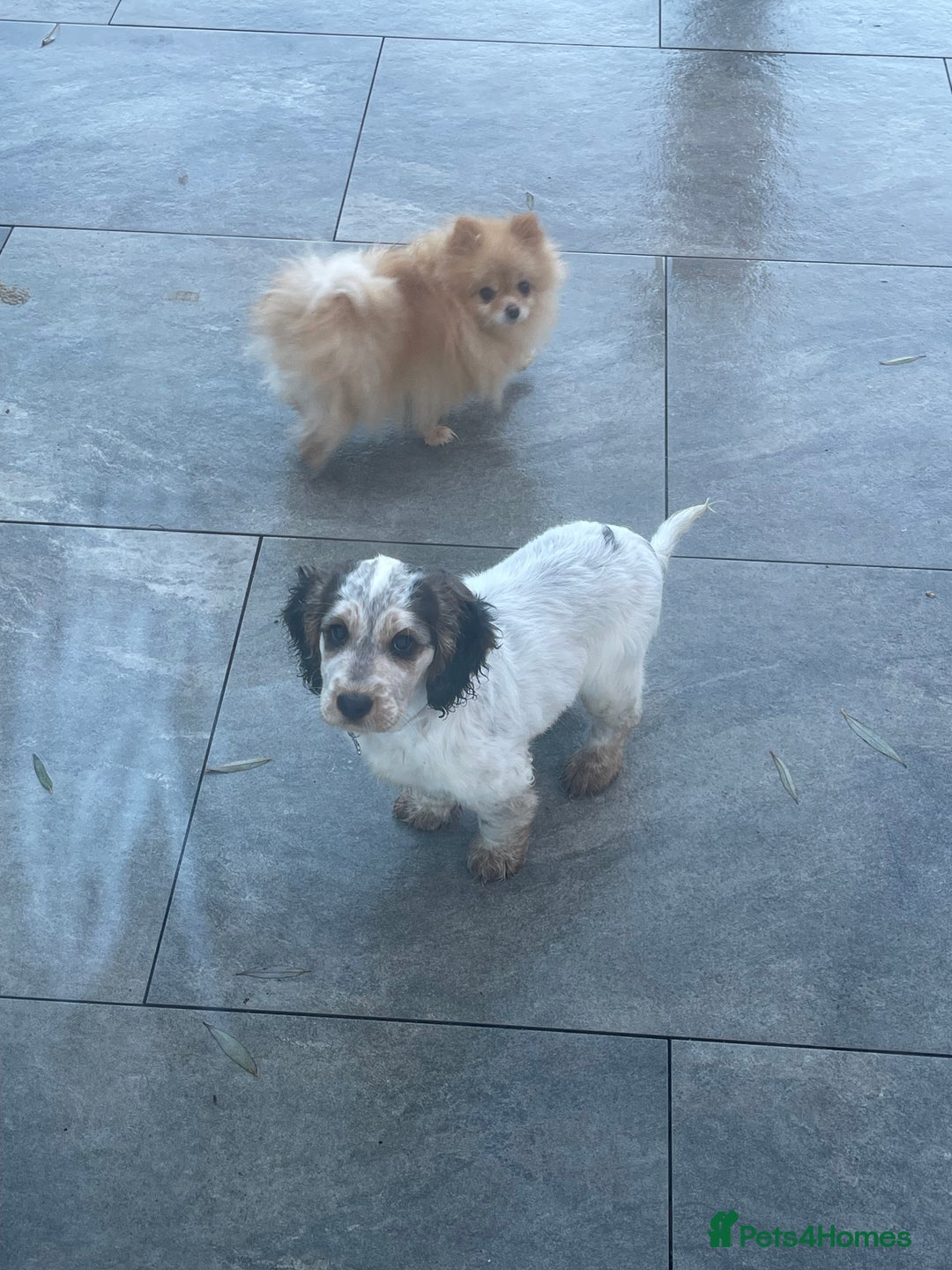 Cockapoo dogs for sale: ⭐️ Outstanding cockapoo female puppy ⭐️  - Advert 3