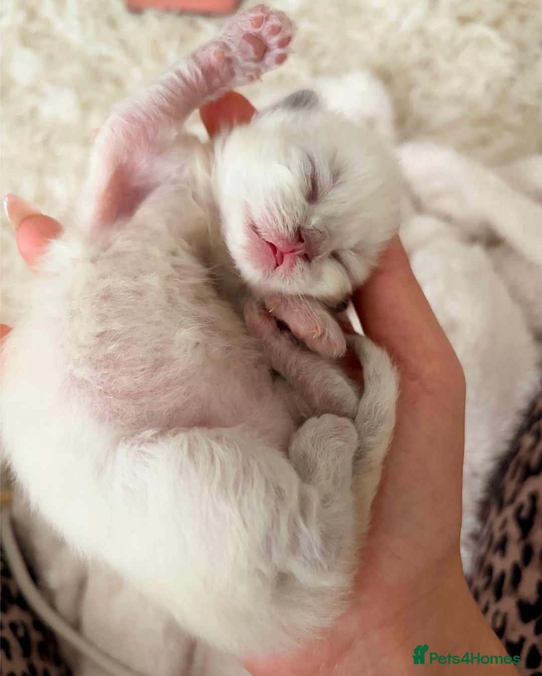 Ragdoll cats for sale: Ragdoll Purebred kittens 🩷🩵 - Advert 8