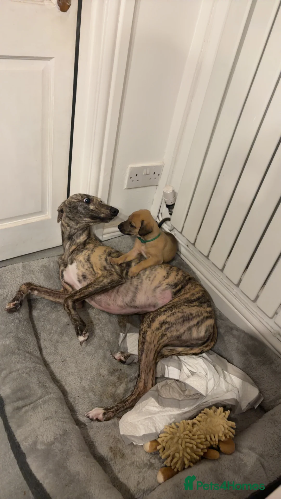 Mixed Breed dogs for sale: Bedlington x whippets  - Advert 2