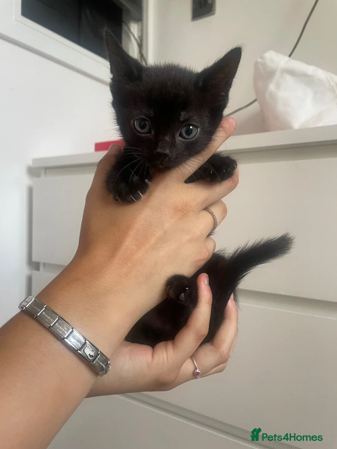 Domestic Shorthair cats for sale: Kittens For Sale!  - Advert 7