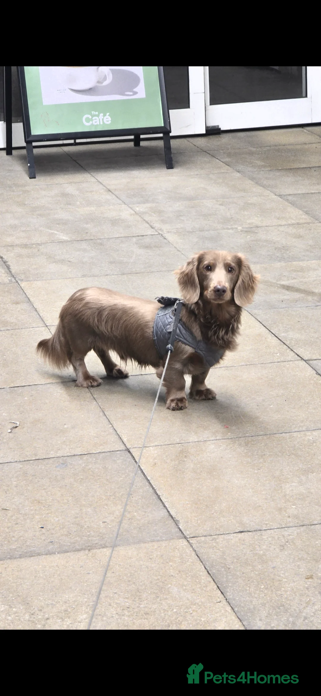 Dachshund dogs for sale: Gorgeous long haired male dachshund in Leeds - Advert 6