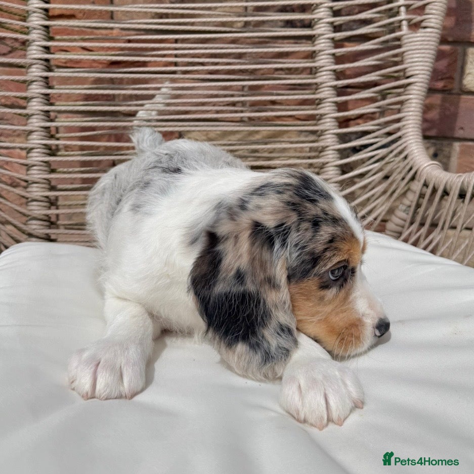 Mixed Breed dogs for sale: ⭐️⭐️Poogle Puppies (Beagle x Miniature Poodle)⭐️⭐️ - Advert 7