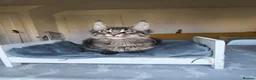 Maine Coon cats for sale: ready now  STUNNING TICA MAINE COON KITTENS - Advert 7