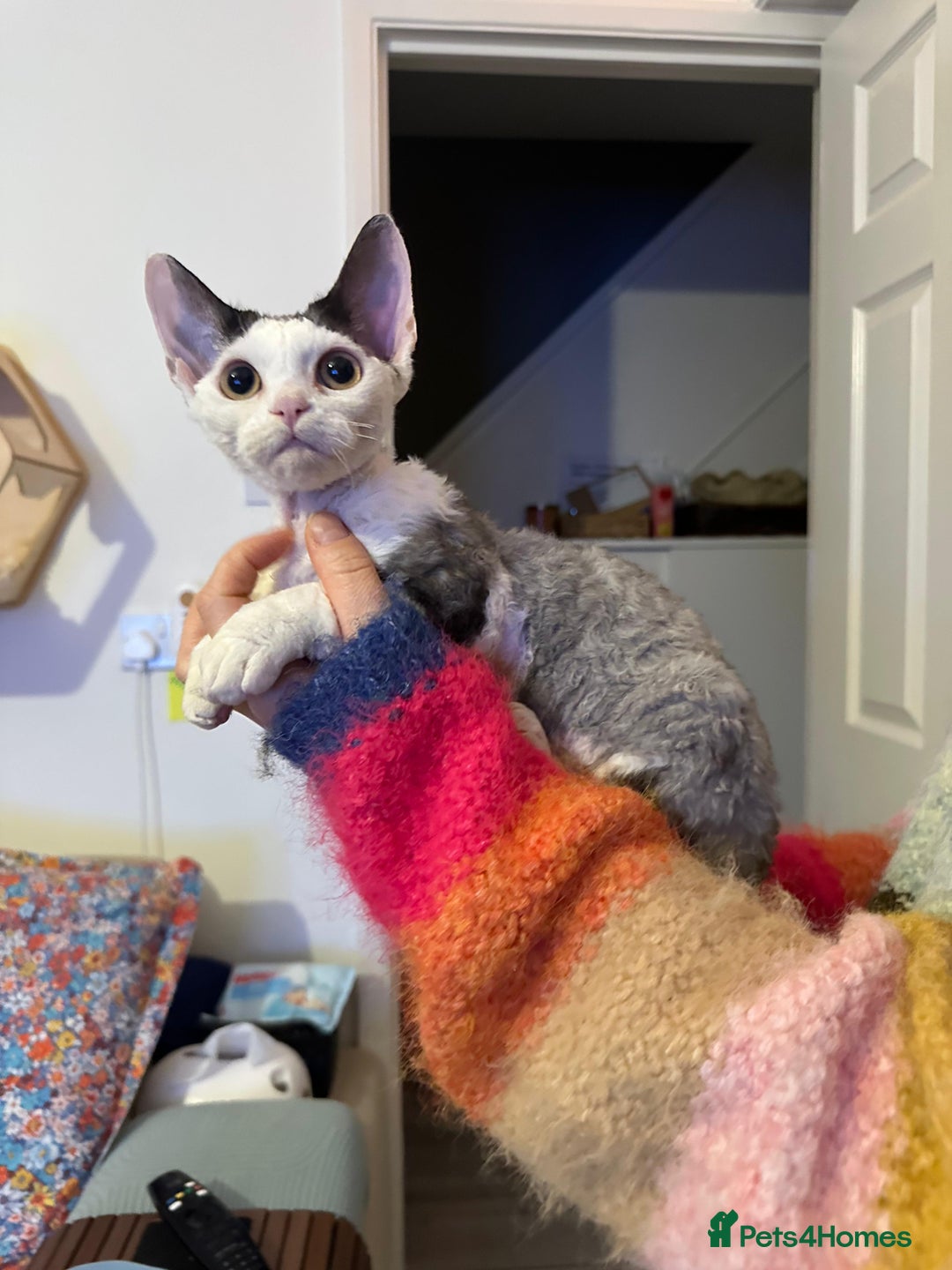Devon Rex cats for sale: Cuddle bug❤️ Devon Rex boy available now - Advert 3