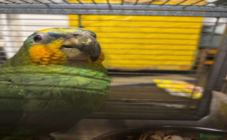 Parrots birds - Advert 1