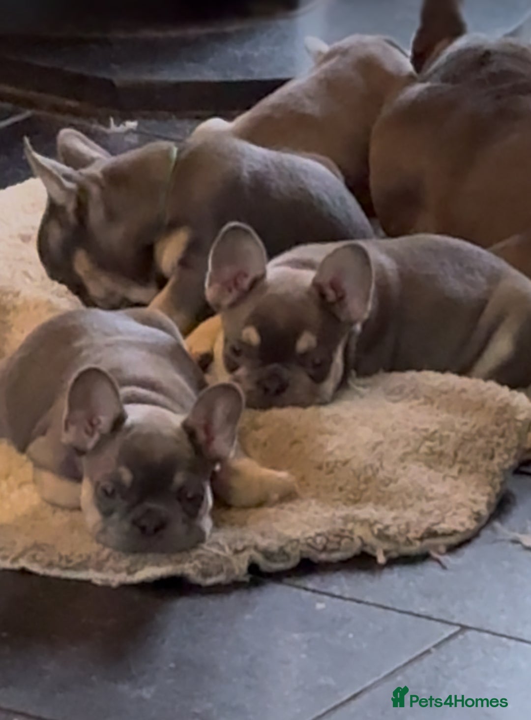 French Bulldog dogs for sale: Last girl left  - Advert 29