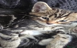 Bengal cats for sale:  Bengal with long haired blk & white kittens - Image 24