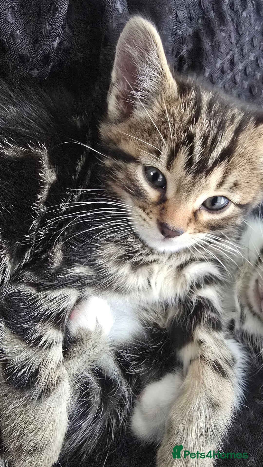Bengal cats for sale:  Bengal with long haired blk & white kittens - Image 24