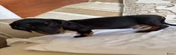 Miniature Dachshund dogs for sale: Beautiful miniature dachshunds - Advert 19