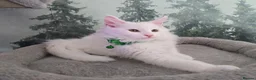 Maine Coon cats for sale: Gorgeous Maine coon kittens  - Advert 16