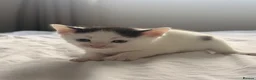 Mixed Breed cats for sale: 4 kittens  - Advert 11