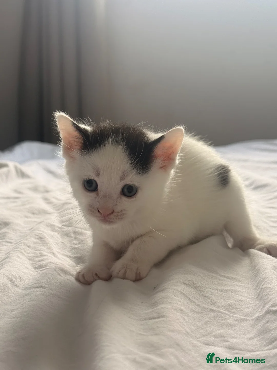 Mixed Breed cats for sale: 4 kittens  - Advert 11