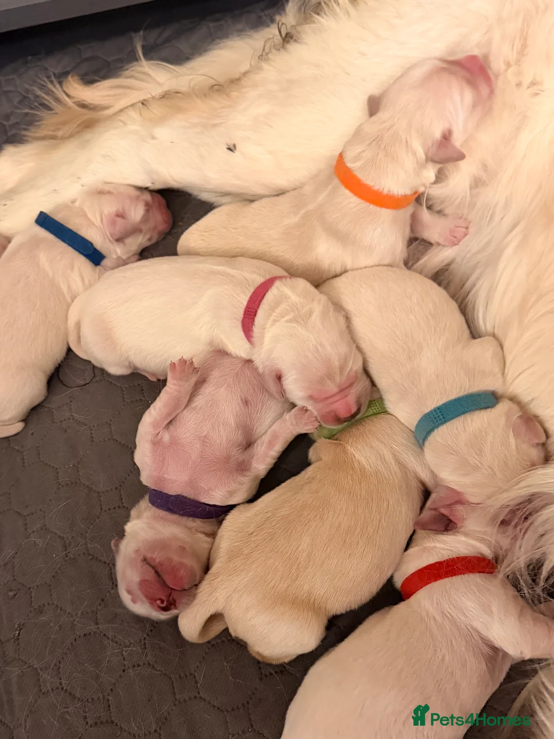 Golden Retriever dogs for sale:  KC Registered Golden Retriever puppies available  - Advert 3