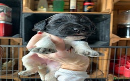 Bernedoodle dogs for sale: Standard Bernedoodle Blue Merle, Black White. - Image 12