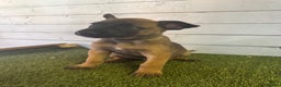 Belgian Shepherd Dog dogs for sale: Belgian malinois puppies  - Advert 9