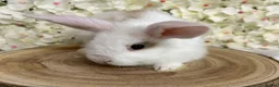 Mini Lop rabbits for sale: Mini lop X bunnies - Advert 3