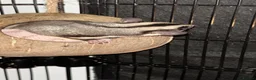 Sugar Glider rodents for sale: 2 female sugar glders in South Ockendon - Advert 8