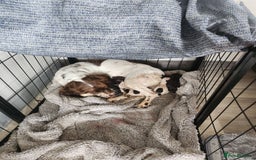Cocker Spaniel dogs for sale: 7 pups 4 girls 3 boys  - Image 4